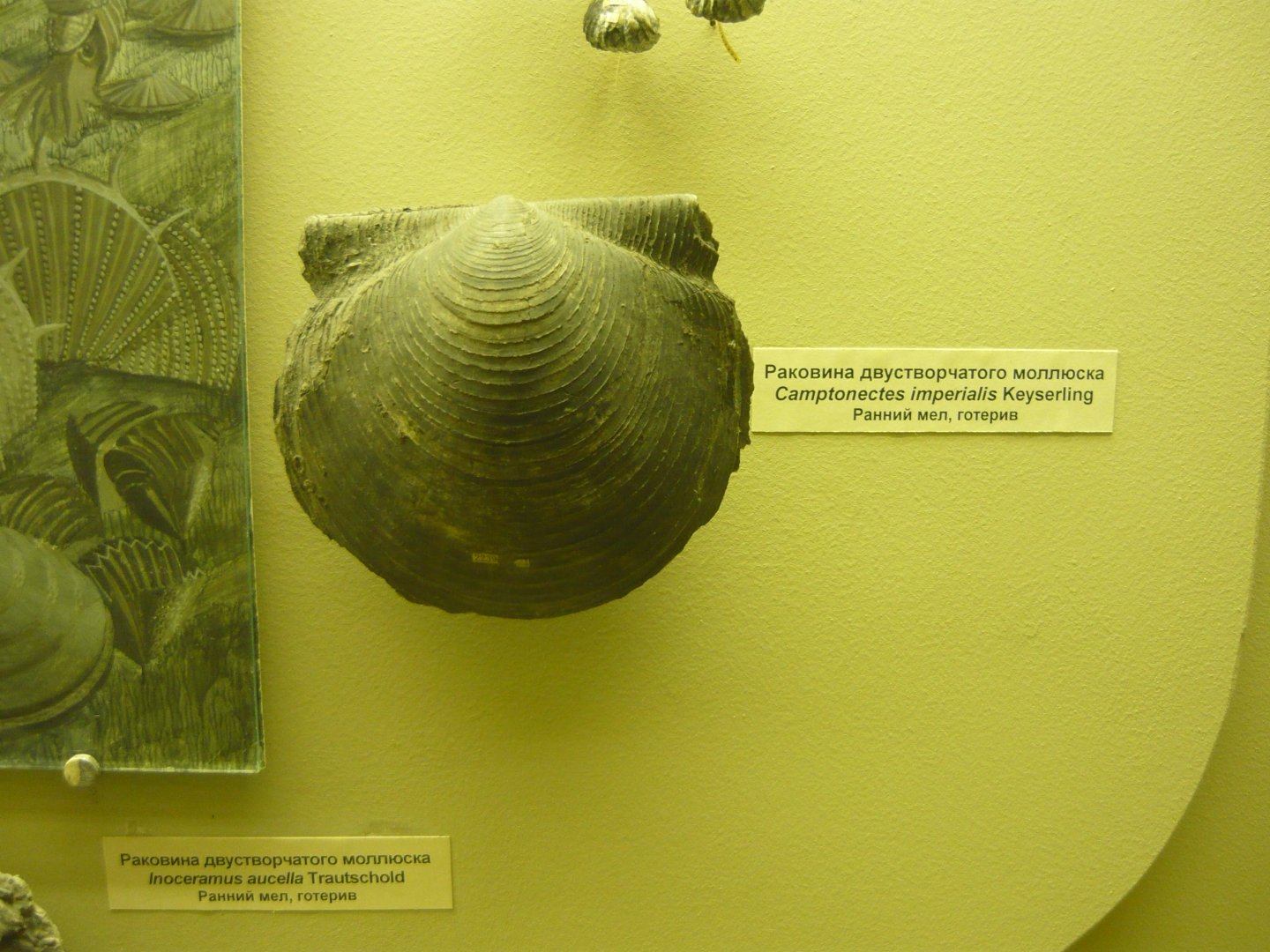 Camptonectes imperialis