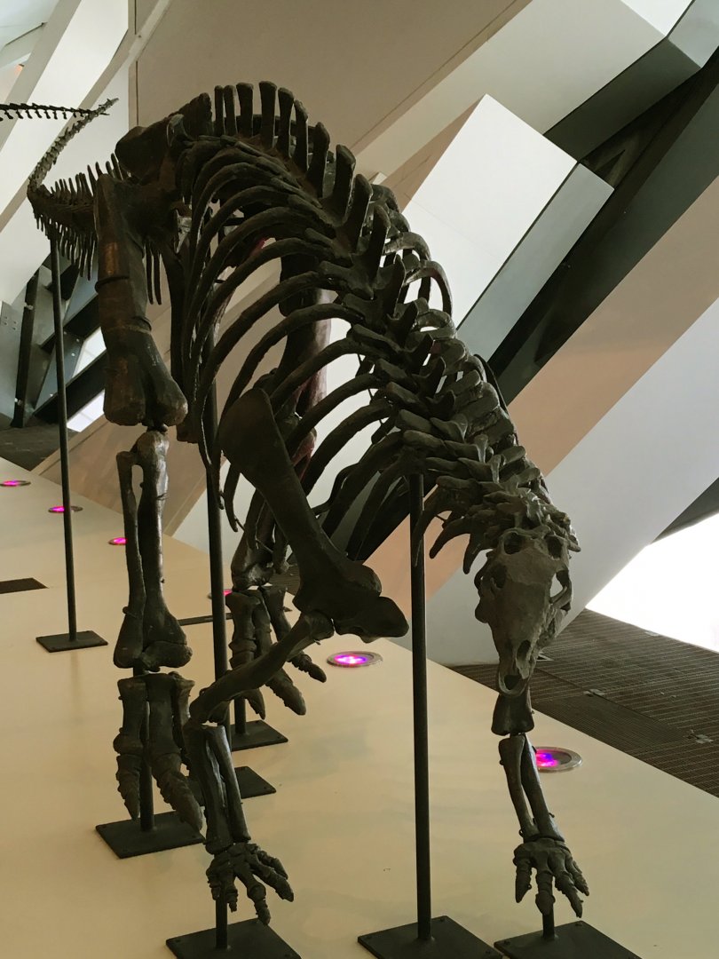 Camptosaurus Closeup