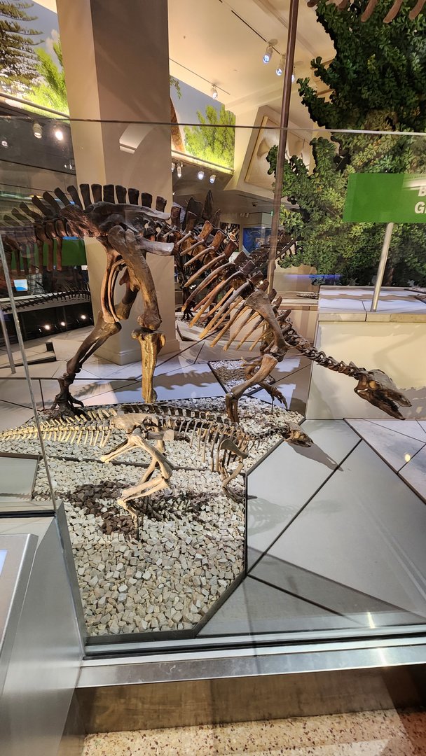 Camptosaurus Dispar Juvenile