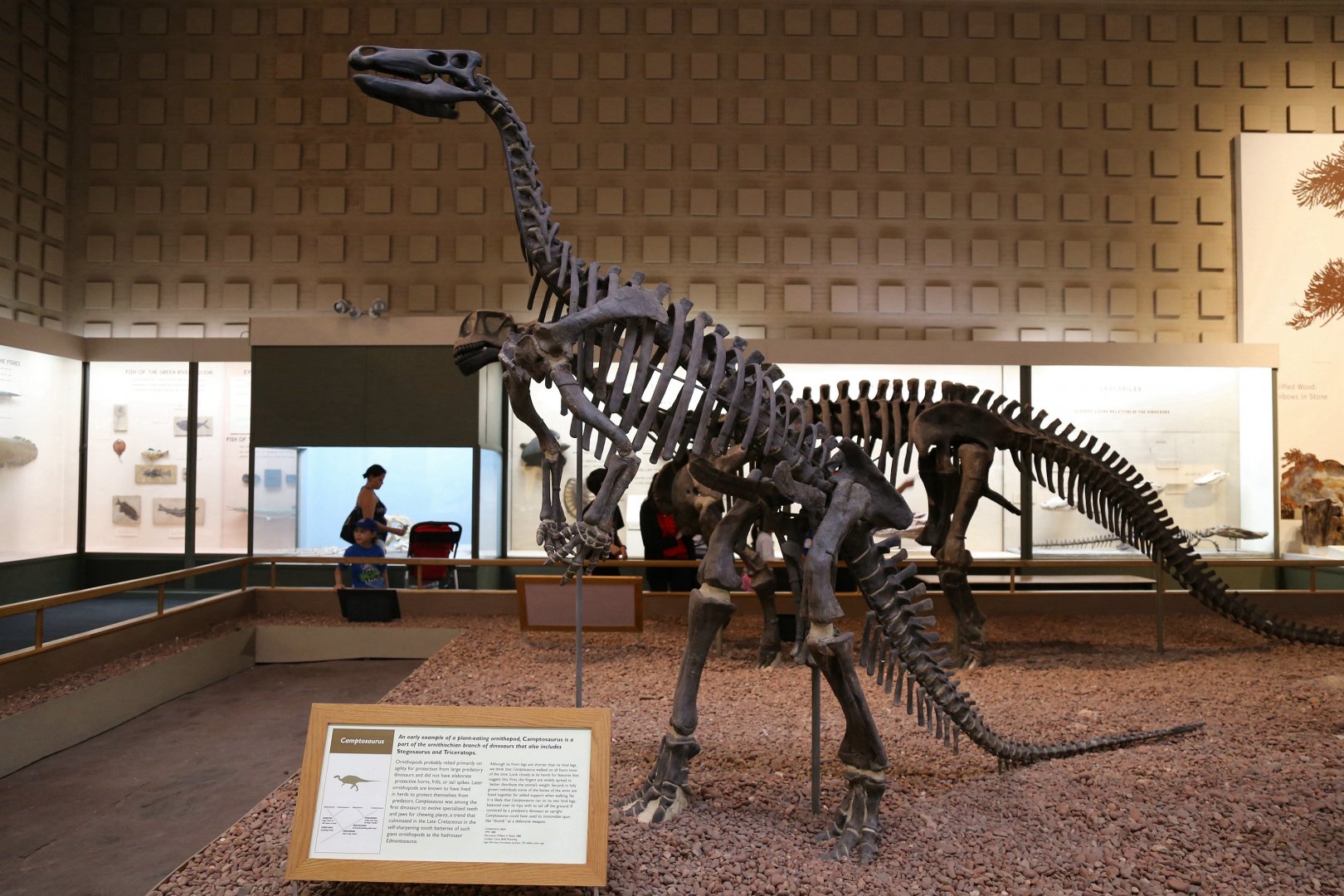 Camptosaurus dispar (YPM 1880)
