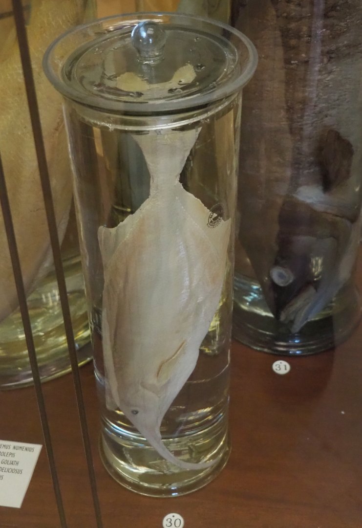 Campylomormyrus numenius (Upoto elephantfish), Wet-preserved specimen, 2021-10-20