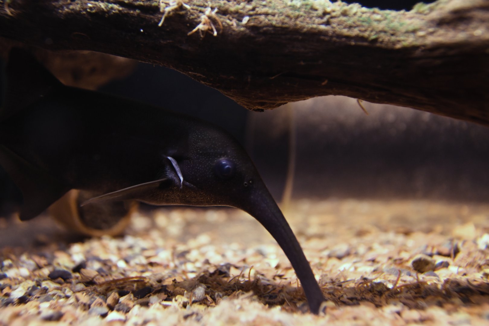 Campylomormyrus numenius