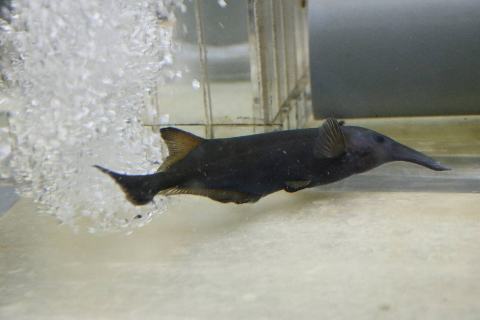 Campylomormyrus rhynchophorus - Tokyo Tower Aquarium, February 2016