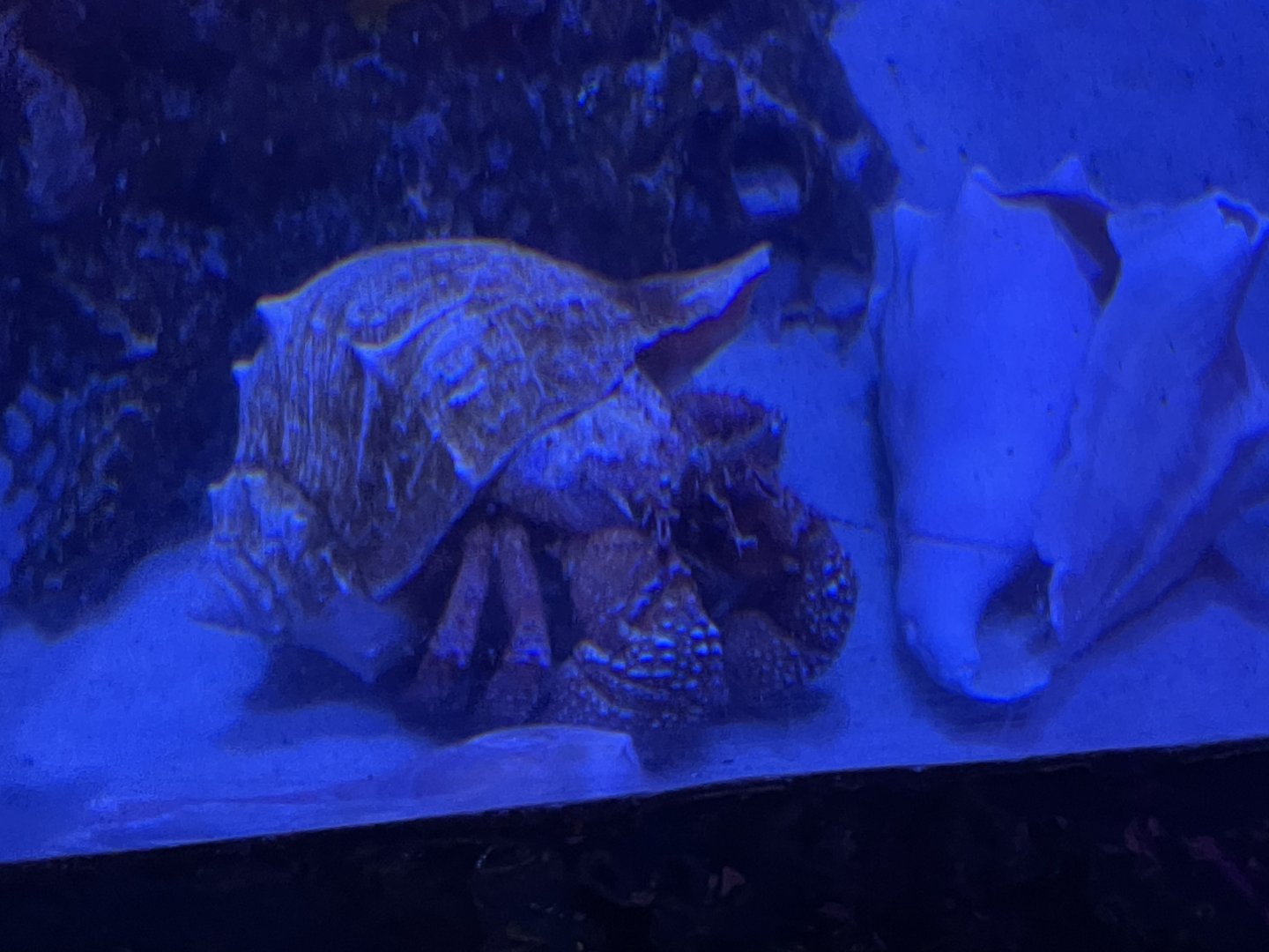 Can anybody I did this  crab