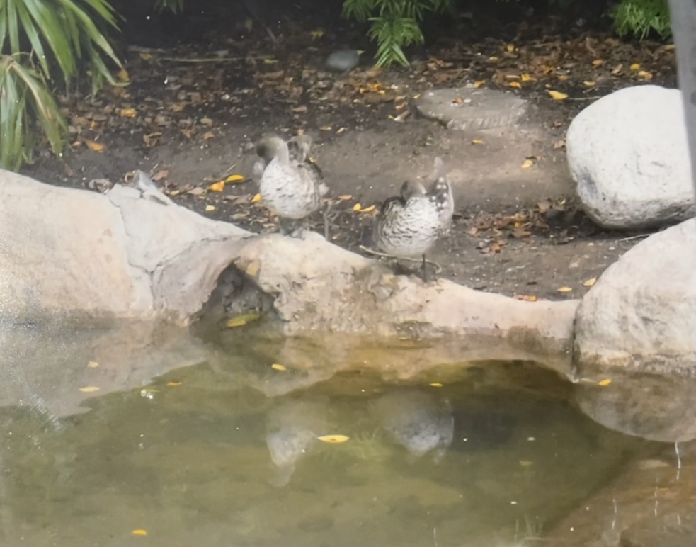 Can anybody id these ducks