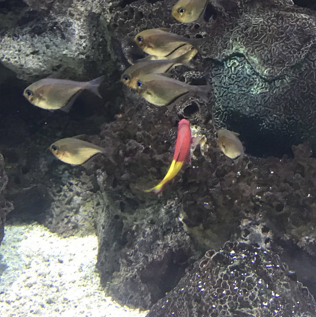 Can anybody id these fish