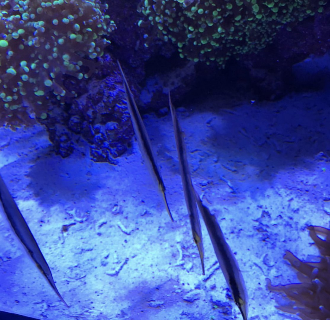 Can anybody id these fish