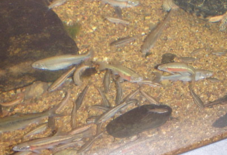 Can anybody id these fish