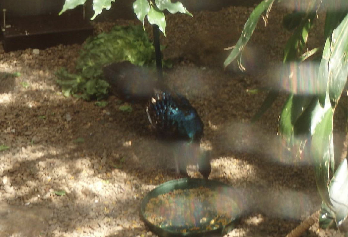 Can anybody id this bird