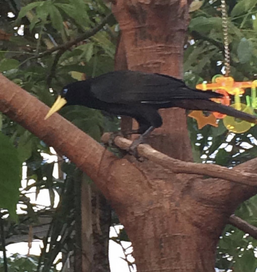 Can anybody id this bird