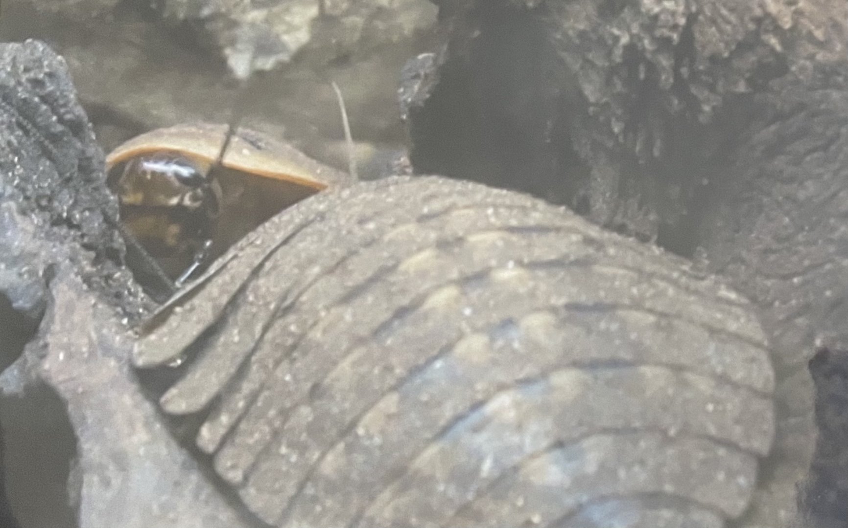 Can anybody id this bug