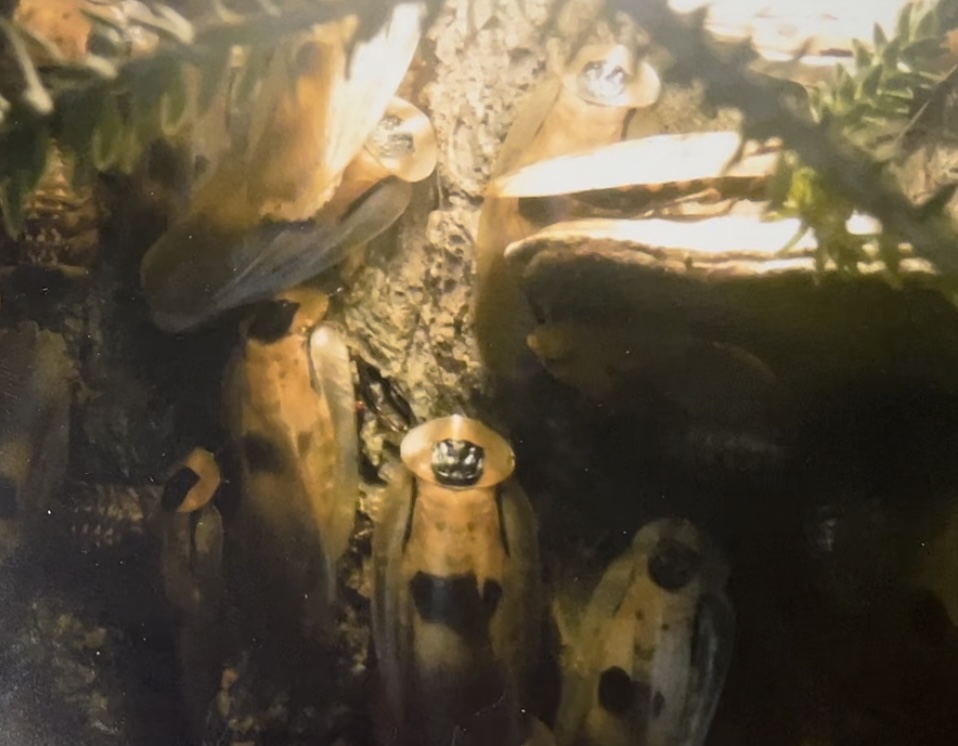 Can anybody id this bug