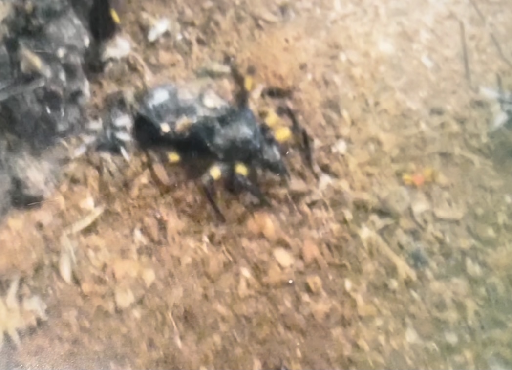 Can anybody id this bug