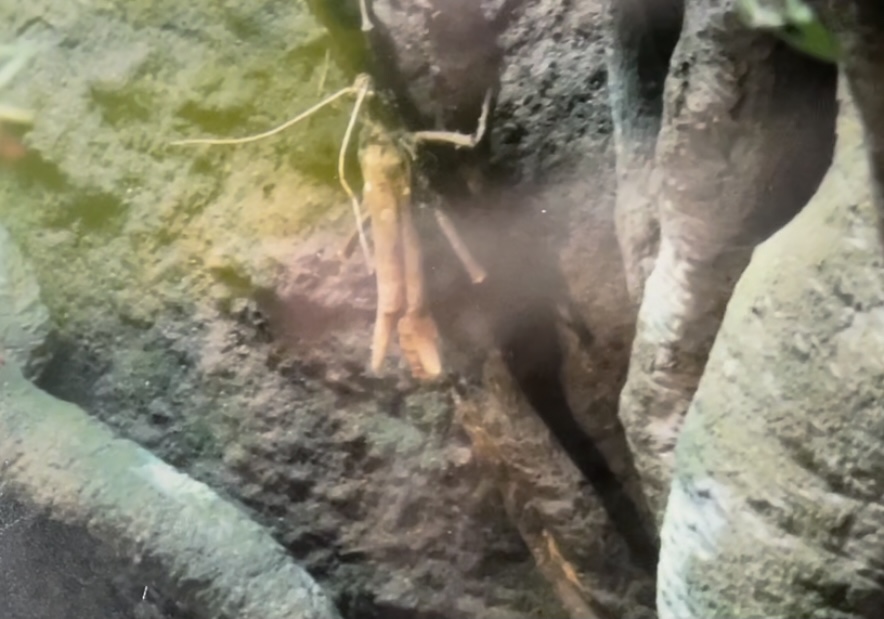 Can anybody id this bug