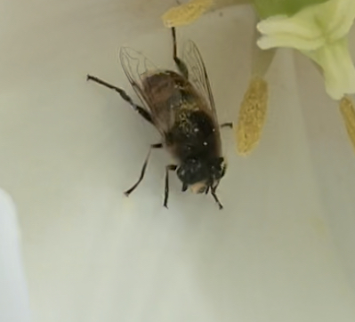 Can anybody id this bug