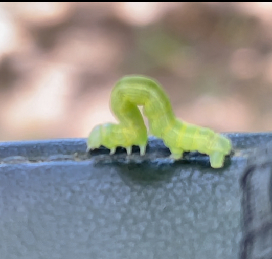 Can anybody id this caterpillar