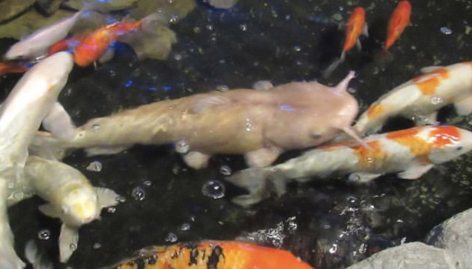 Can anybody id this catfish