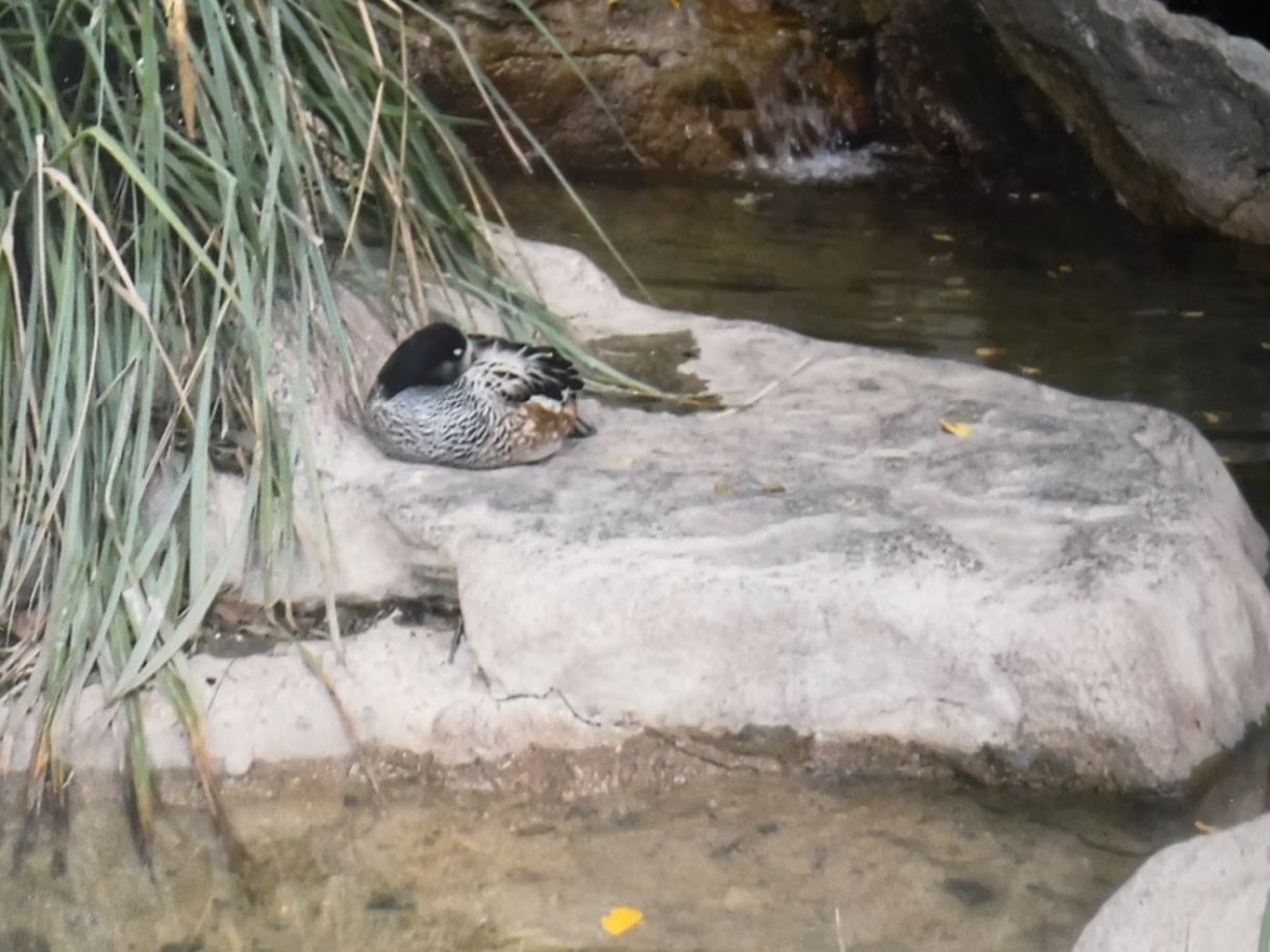 Can anybody id this duck