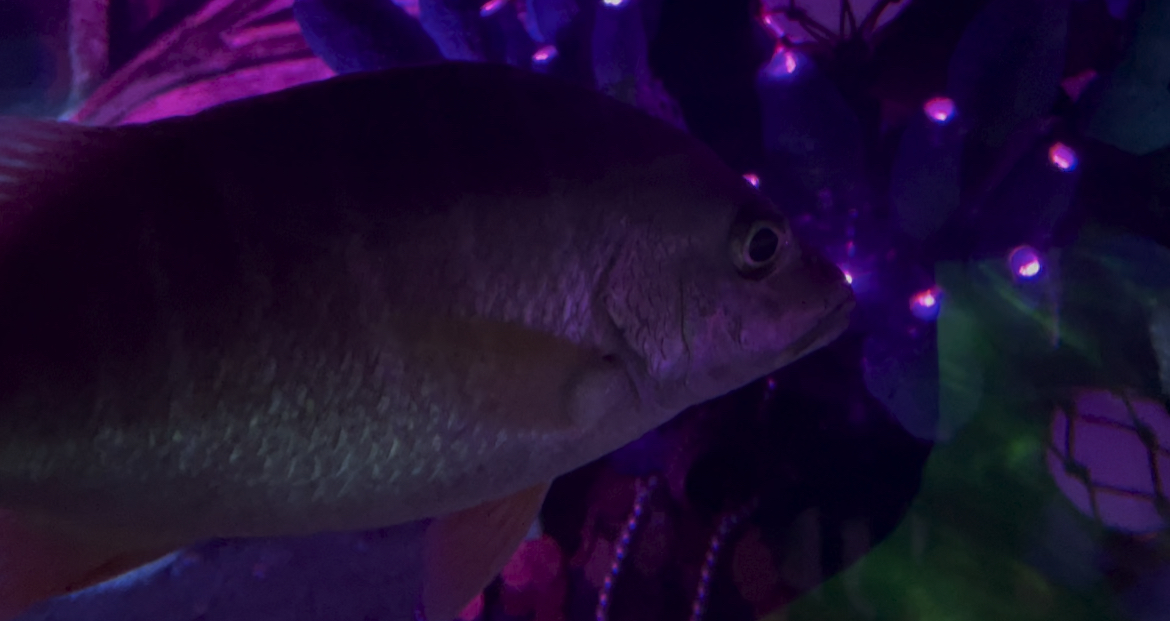 Can anybody ID this fish