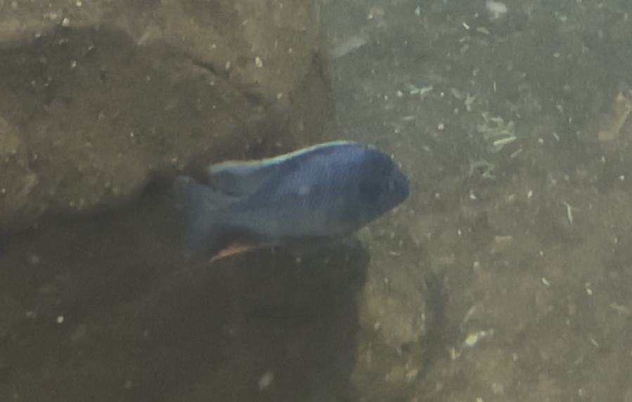 Can anybody ID this fish