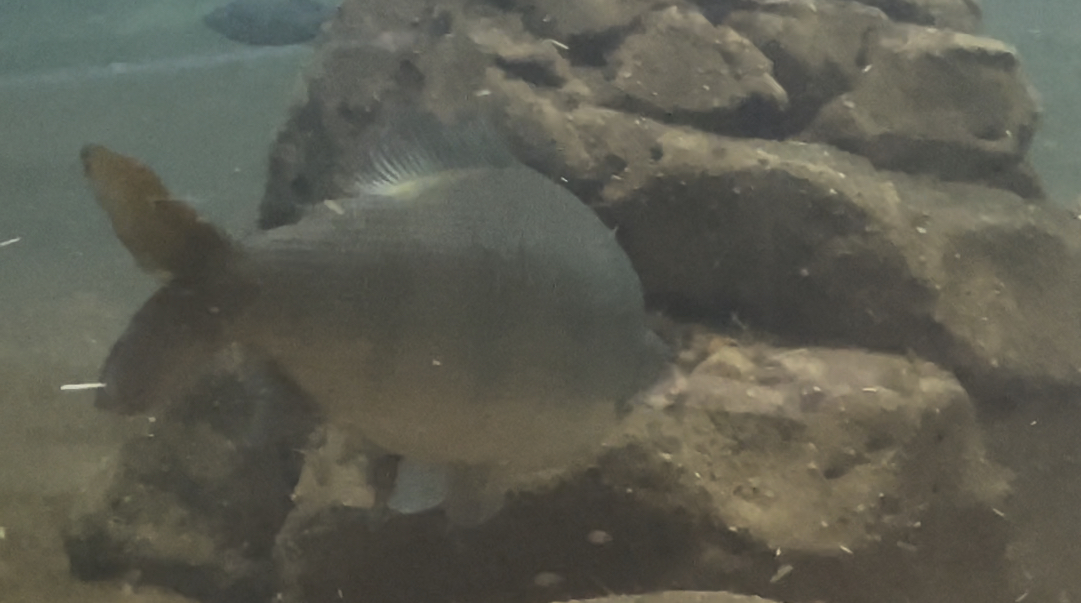 Can anybody ID this fish