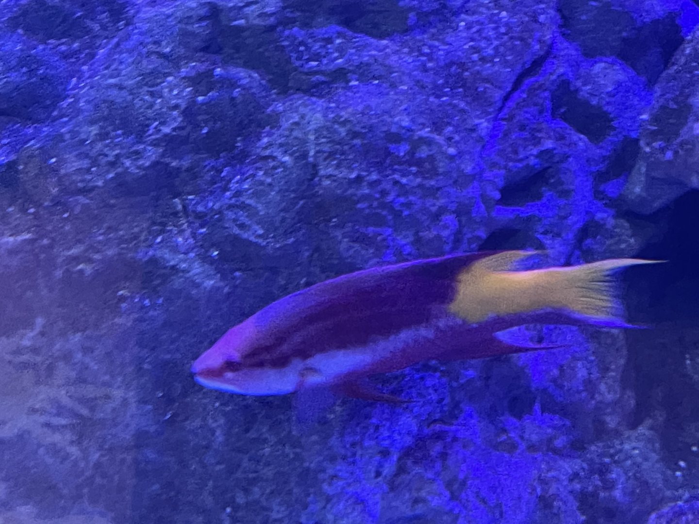 Can anybody ID this fish