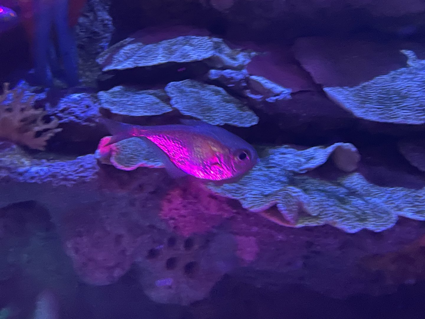 Can anybody ID this fish