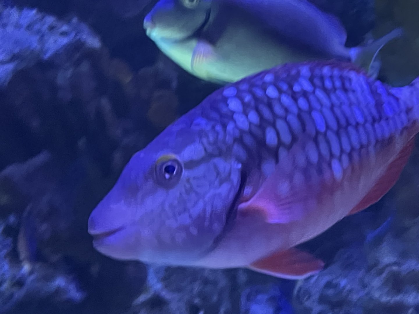 Can anybody ID this fish