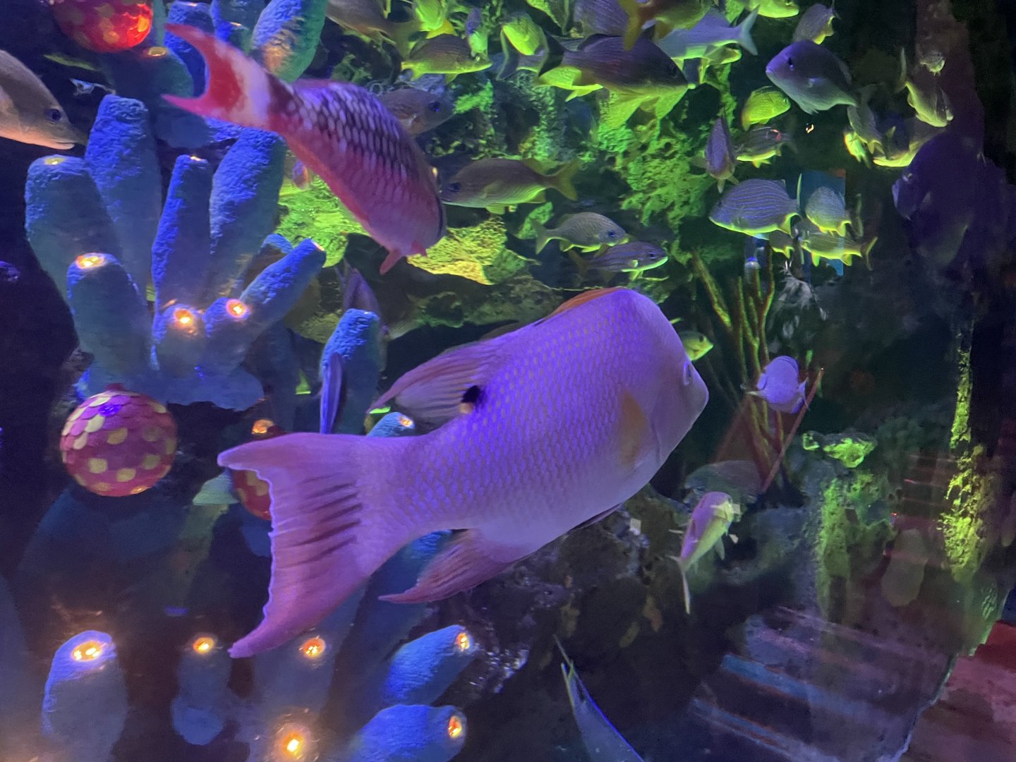 Can anybody ID this fish