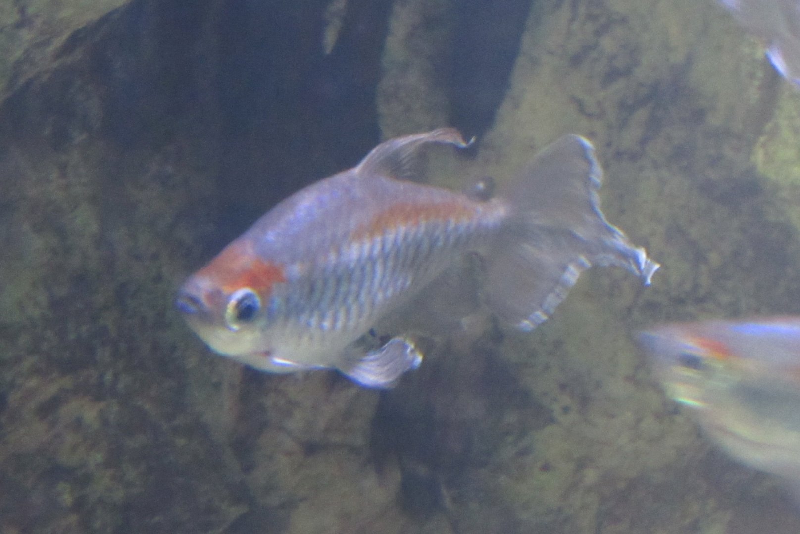 Can anybody id this fish