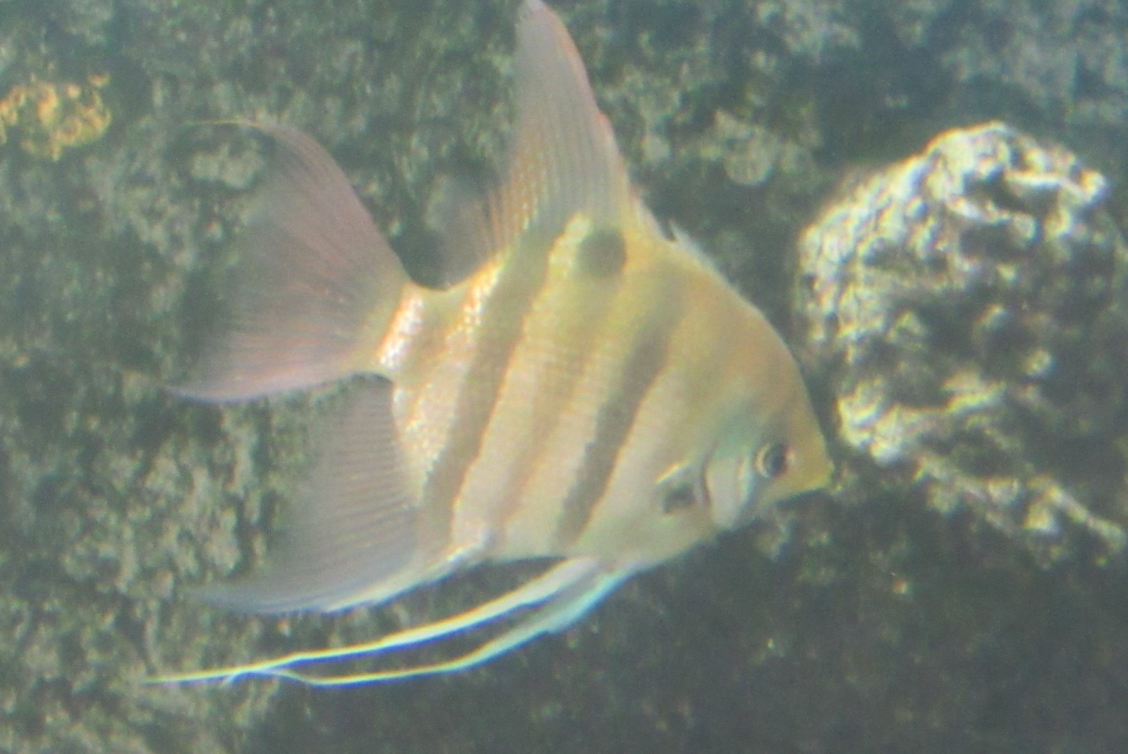 Can anybody id this fish