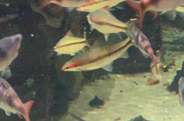 Can anybody id this fish