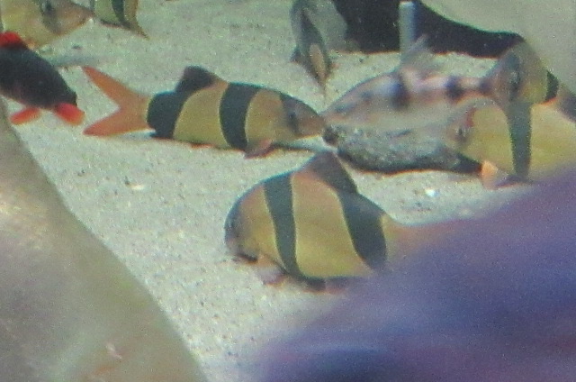 Can anybody id this fish