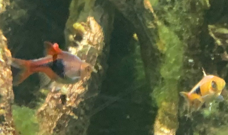 Can anybody id this fish