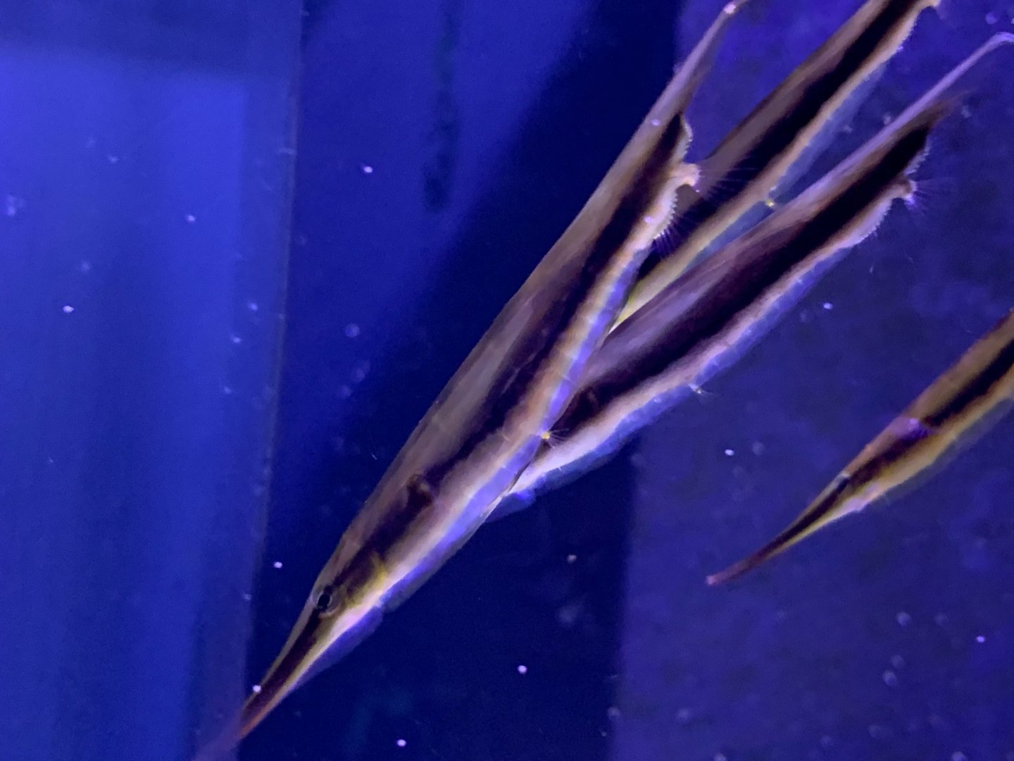 Can anybody id this fish