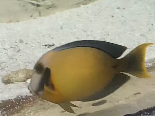Can anybody id this fish