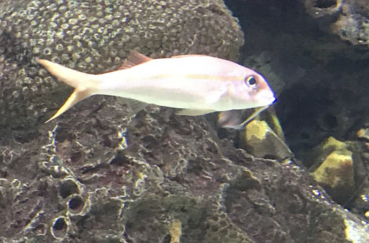 Can anybody id this fish
