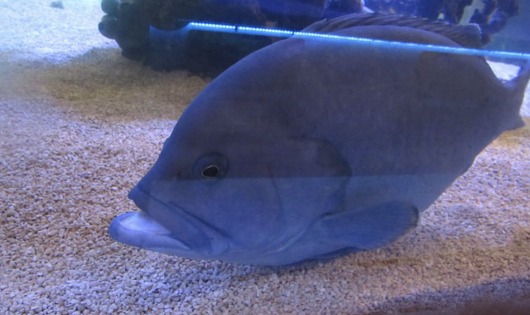 Can anybody id this fish