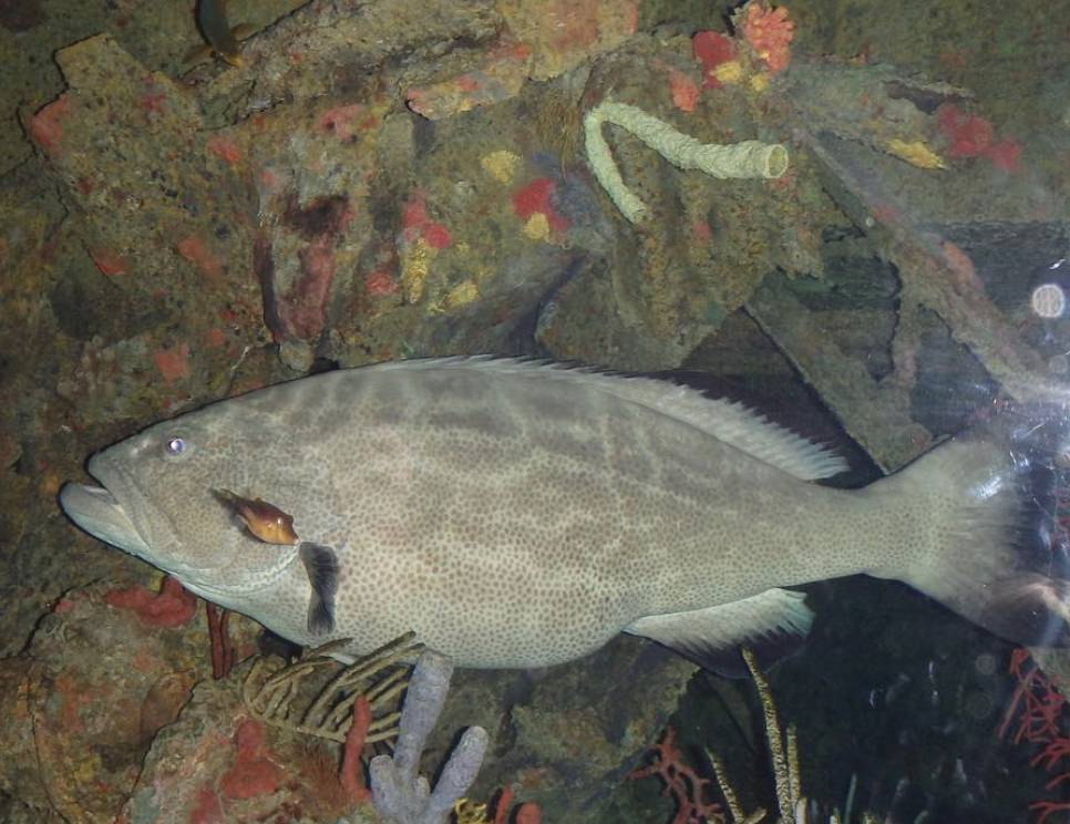 Can anybody id this fish