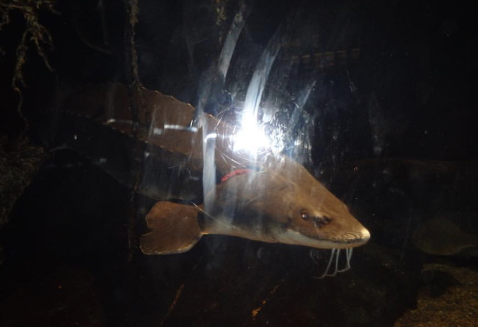 Can anybody id this fish