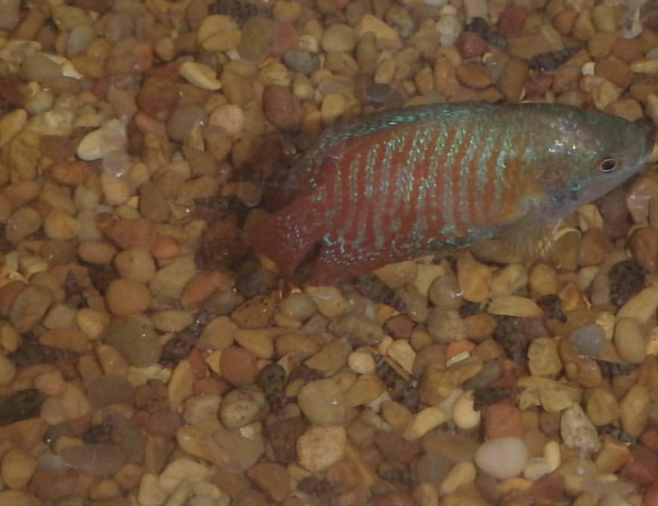 Can anybody id this fish