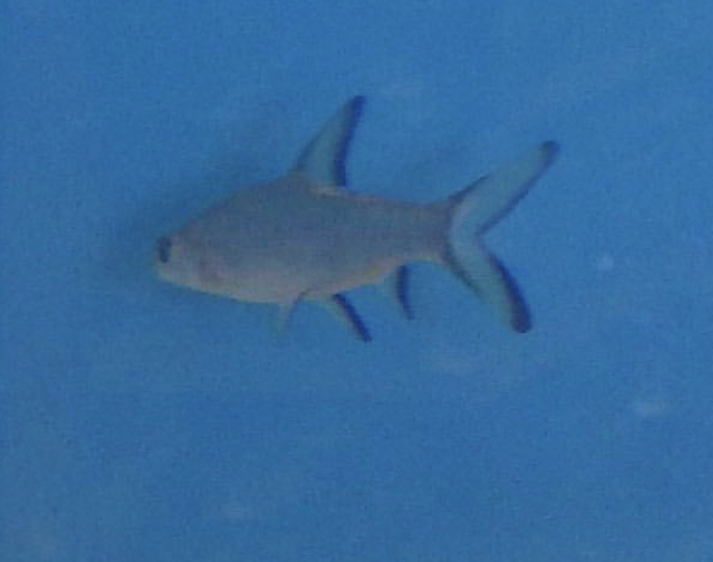 Can anybody id this fish