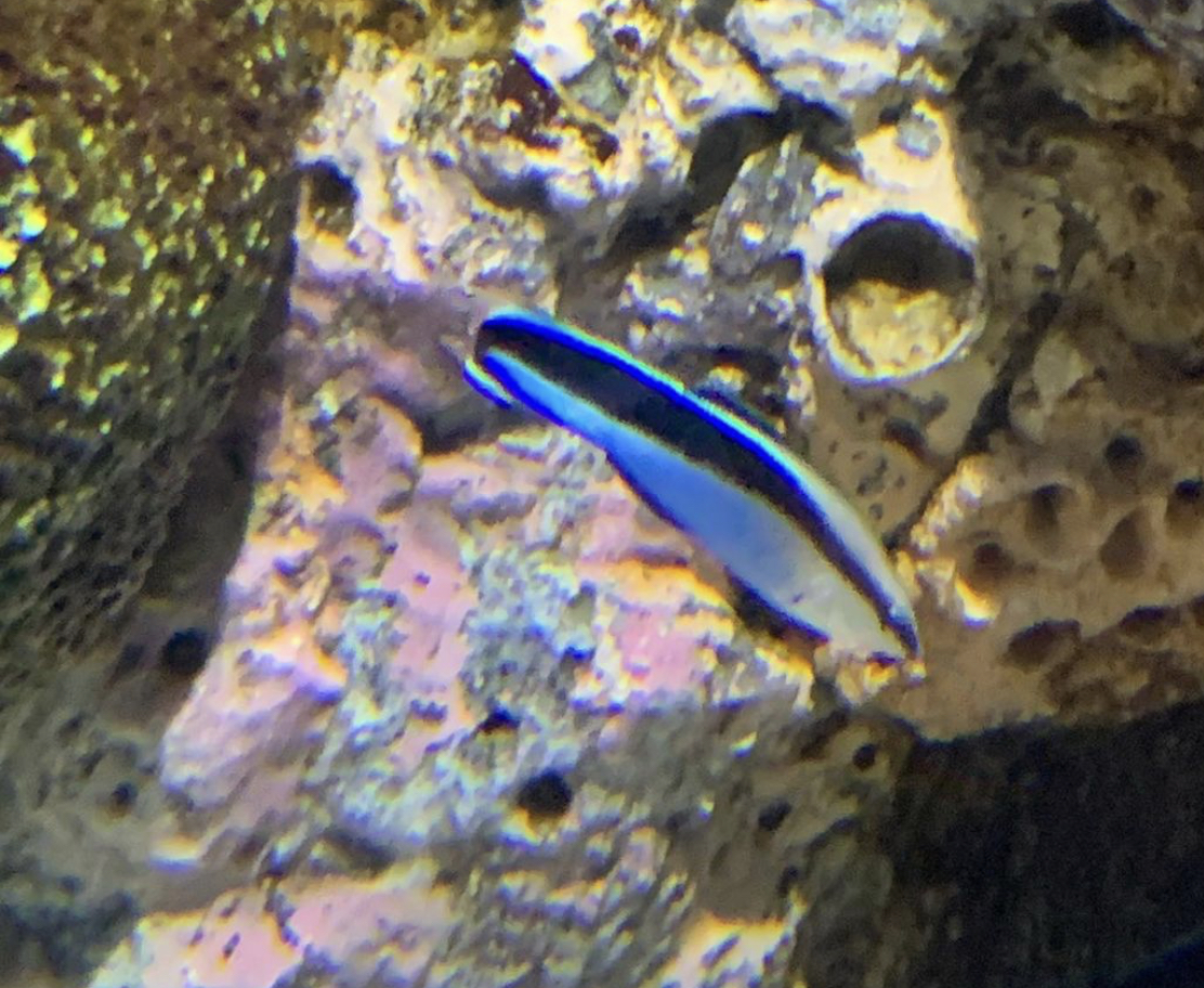 Can anybody id this fish
