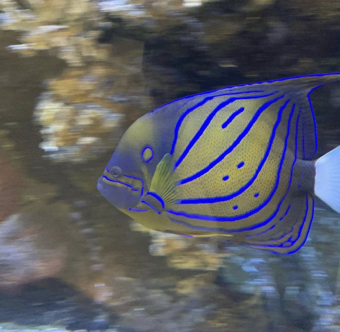 Can anybody id this fish