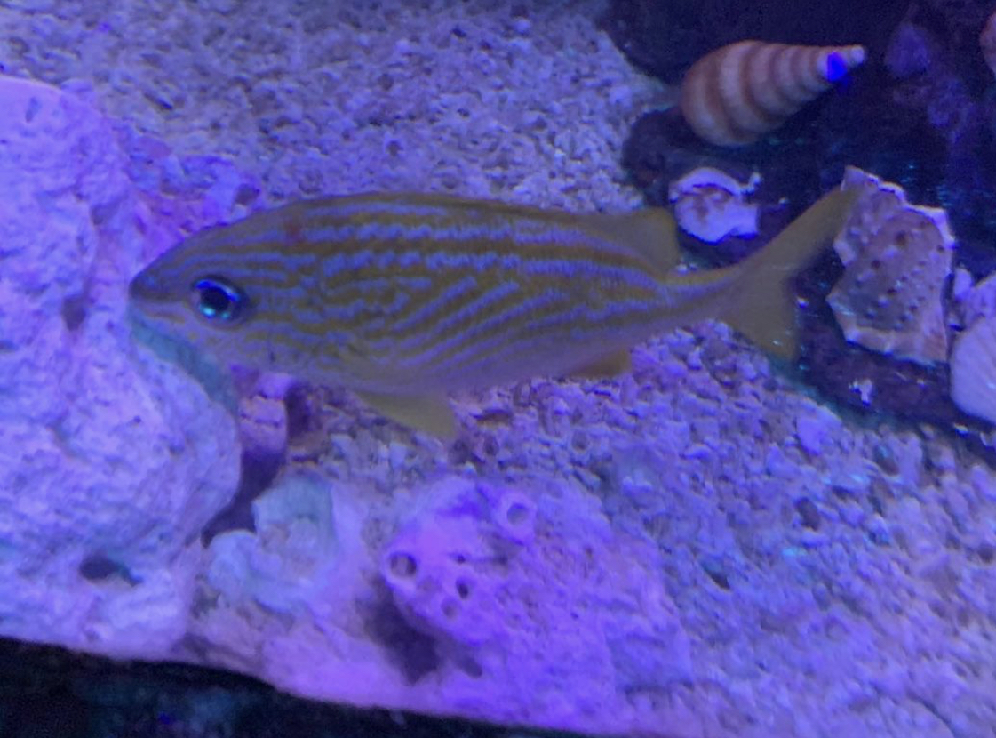 Can anybody id this fish
