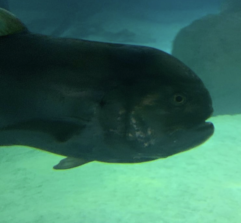 Can anybody id this fish