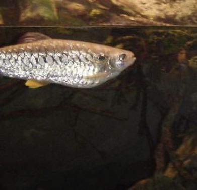 Can anybody id this fish
