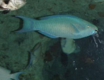 Can anybody id this fish