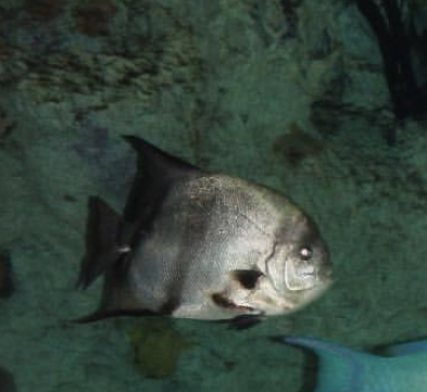 Can anybody id this fish