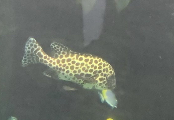 Can anybody id this fish